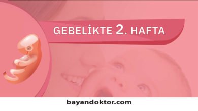 2. Hafta Gebelik – Hafta Hafta Hamilelik