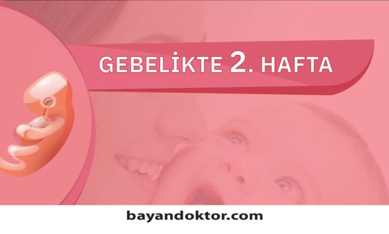 2. Hafta Gebelik – Hafta Hafta Hamilelik