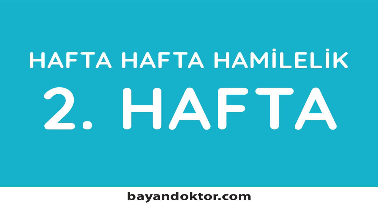 2. Hafta Gebelik – Hafta Hafta Hamilelik