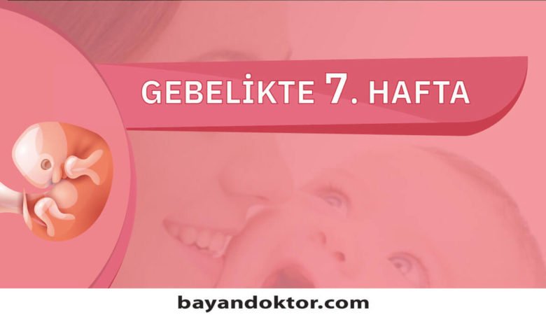 7. Hafta Gebelik – Hafta Hafta Hamilelik