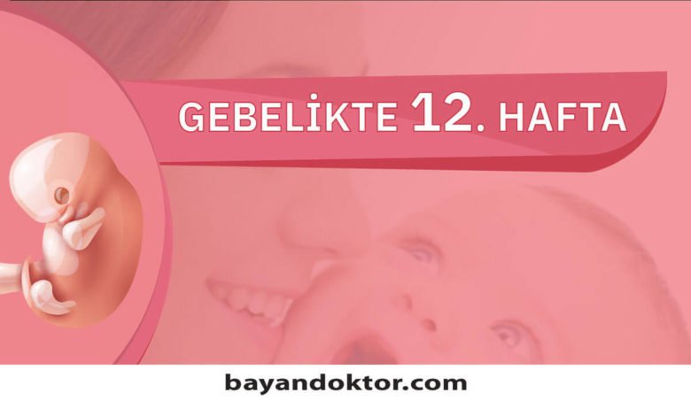 12. Hafta Gebelik – Hafta Hafta Hamilelik