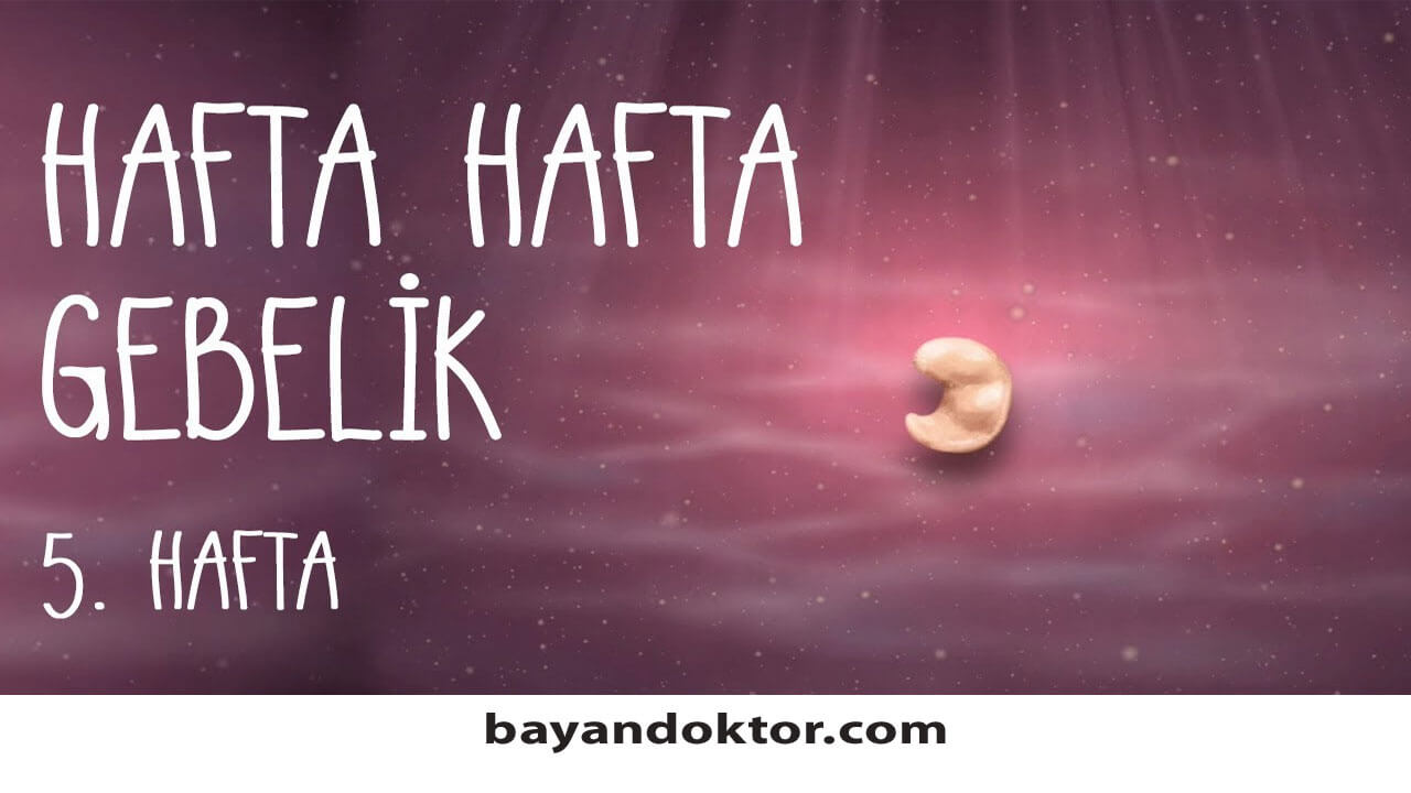 5. Hafta Gebelik – Hafta Hafta Hamilelik