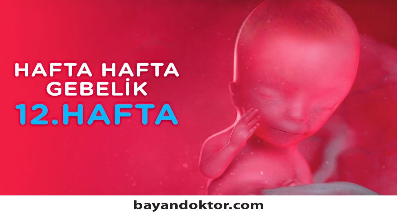 12. Hafta Gebelik – Hafta Hafta Hamilelik