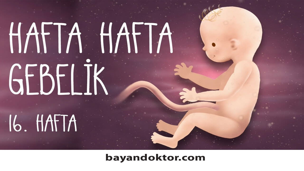 16. Hafta Gebelik – Hafta Hafta Hamilelik