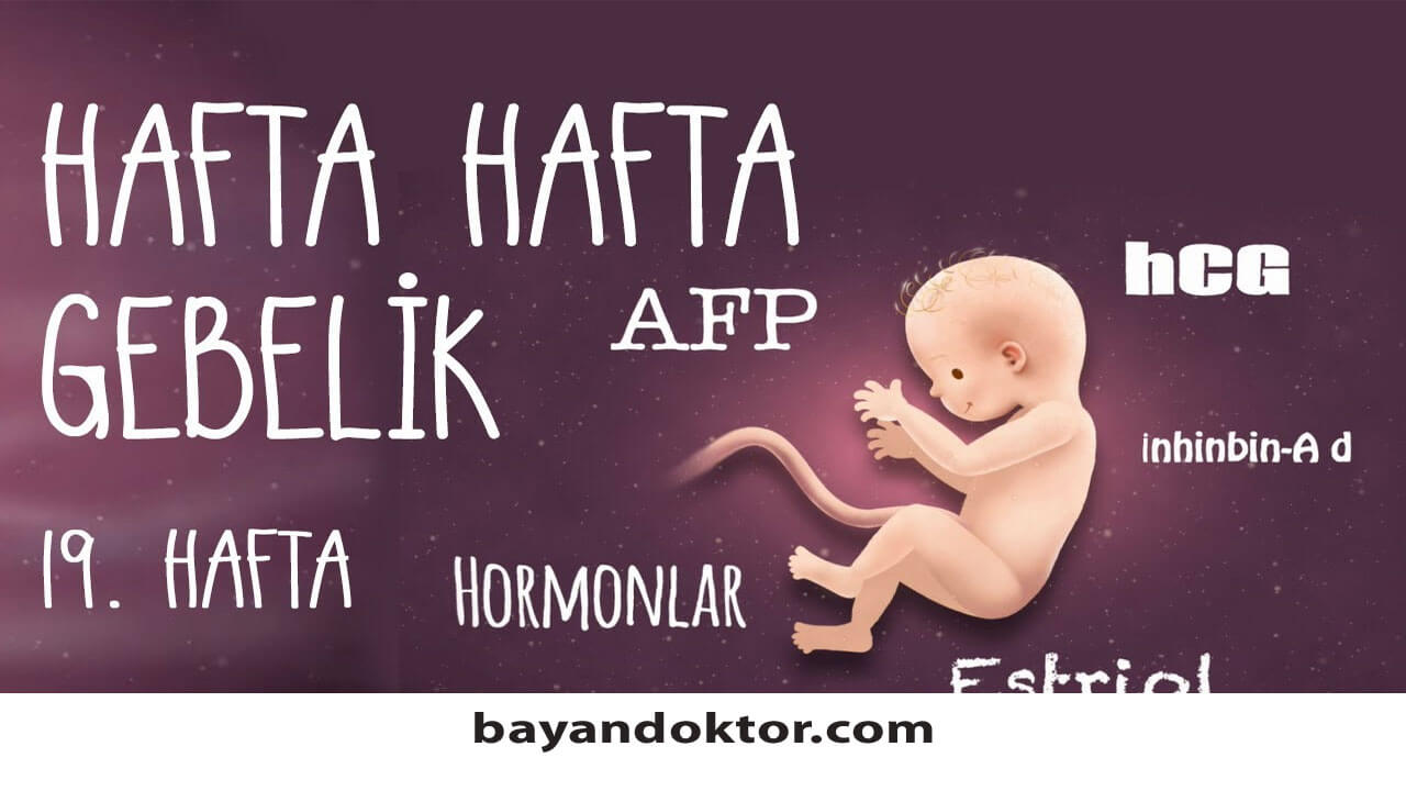 19. Hafta Gebelik – Hafta Hafta Hamilelik