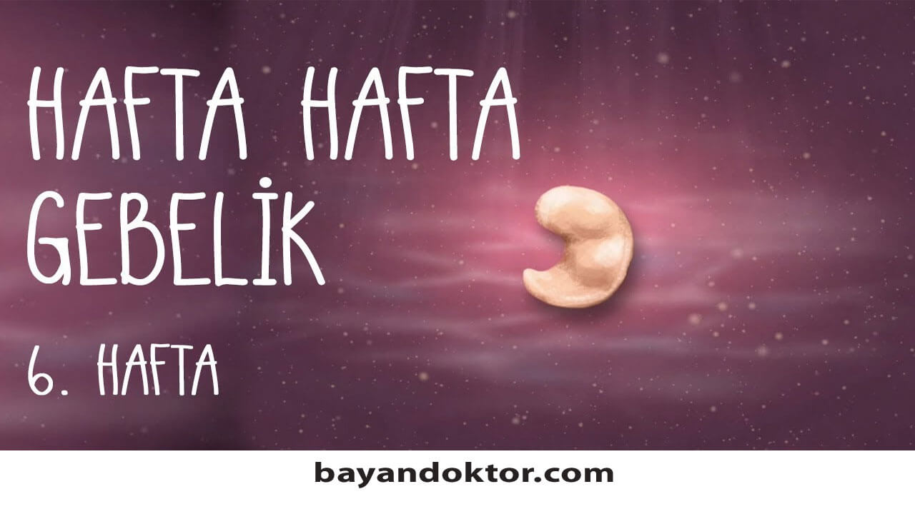 6. Hafta Gebelik – Hafta Hafta Hamilelik