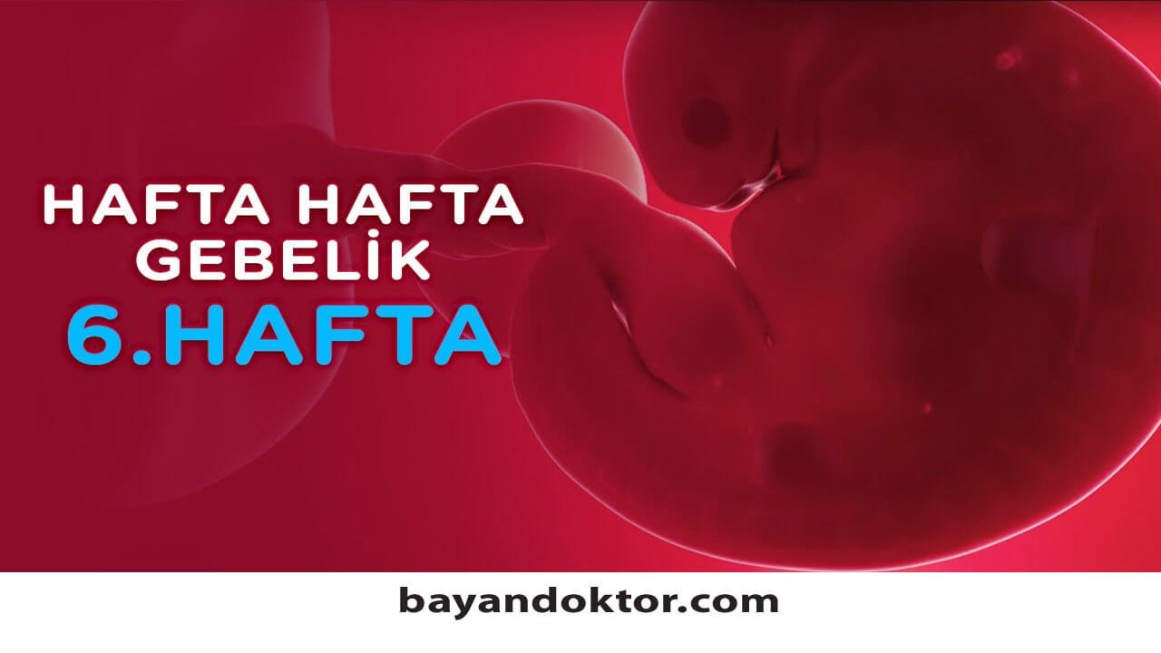 6. Hafta Gebelik – Hafta Hafta Hamilelik