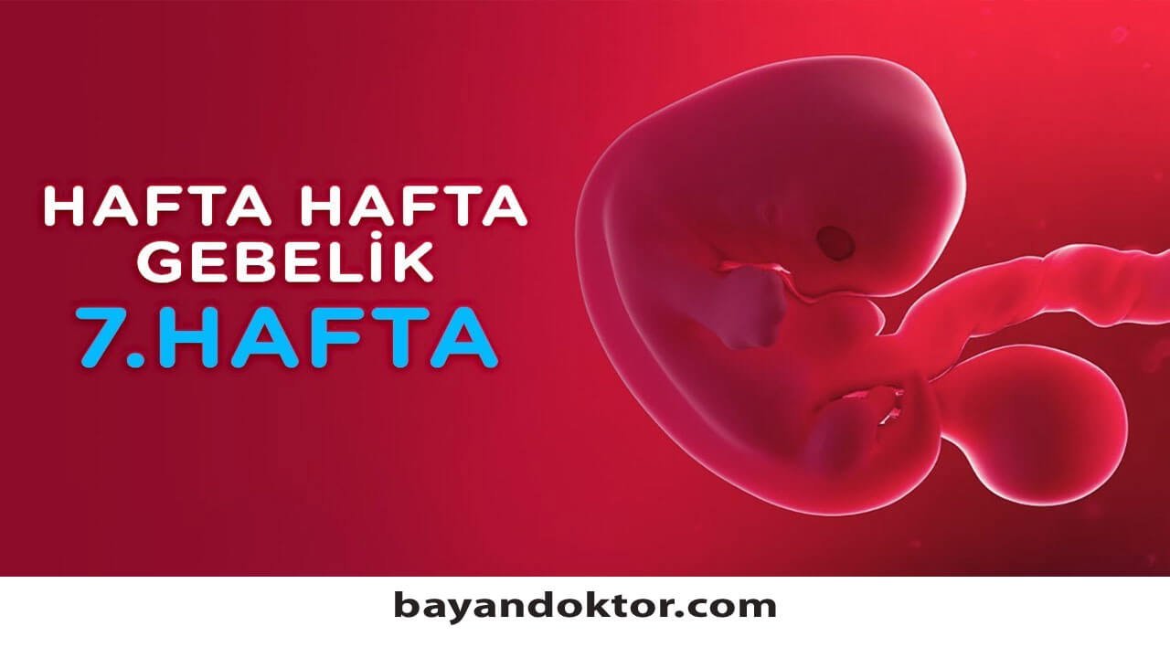 7. Hafta Gebelik – Hafta Hafta Hamilelik