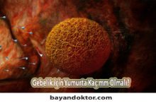 Gebelik için Yumurta Kaç mm Olmalı?