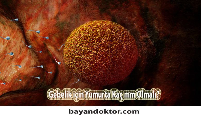 Gebelik için Yumurta Kaç mm Olmalı?