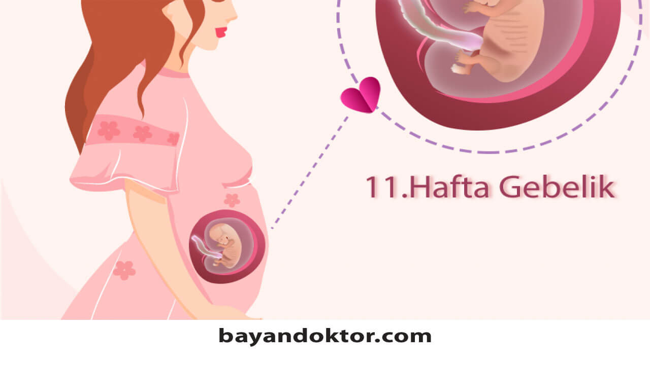 11. Hafta Gebelik – Hafta Hafta Hamilelik