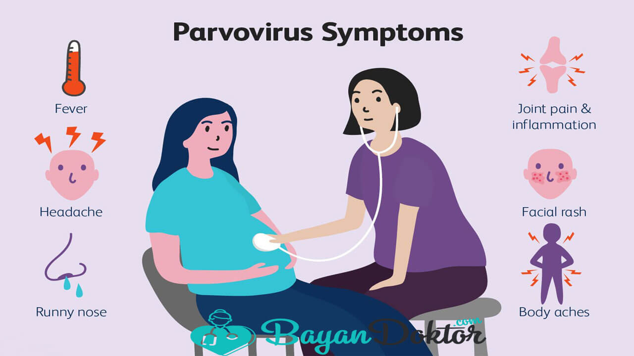 Parvovirus B19